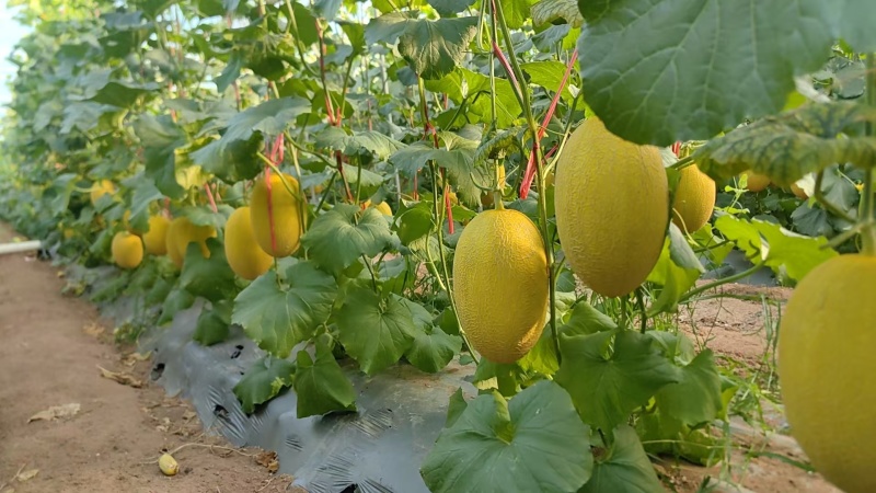 【推荐】精品凤金哈密瓜货源充足量大从优质量保证欢迎咨询