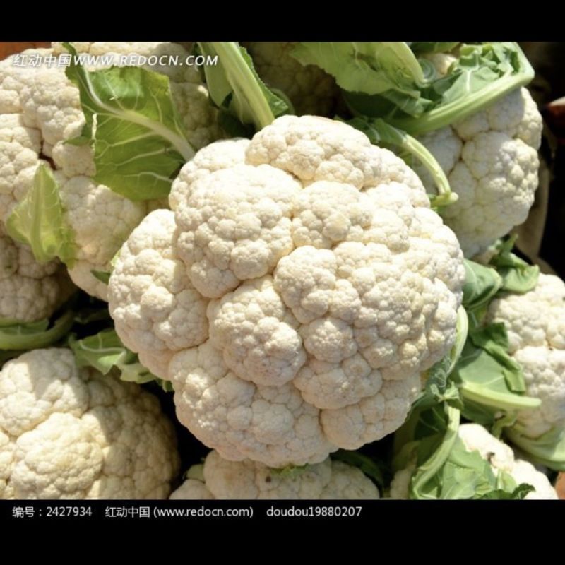 山东郯城花菜，精品菜花。现货现摘，大量有货
