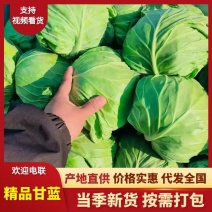 河南精品甘蓝新鲜脆嫩产地直供蔬菜批发量大价优基地直发四季