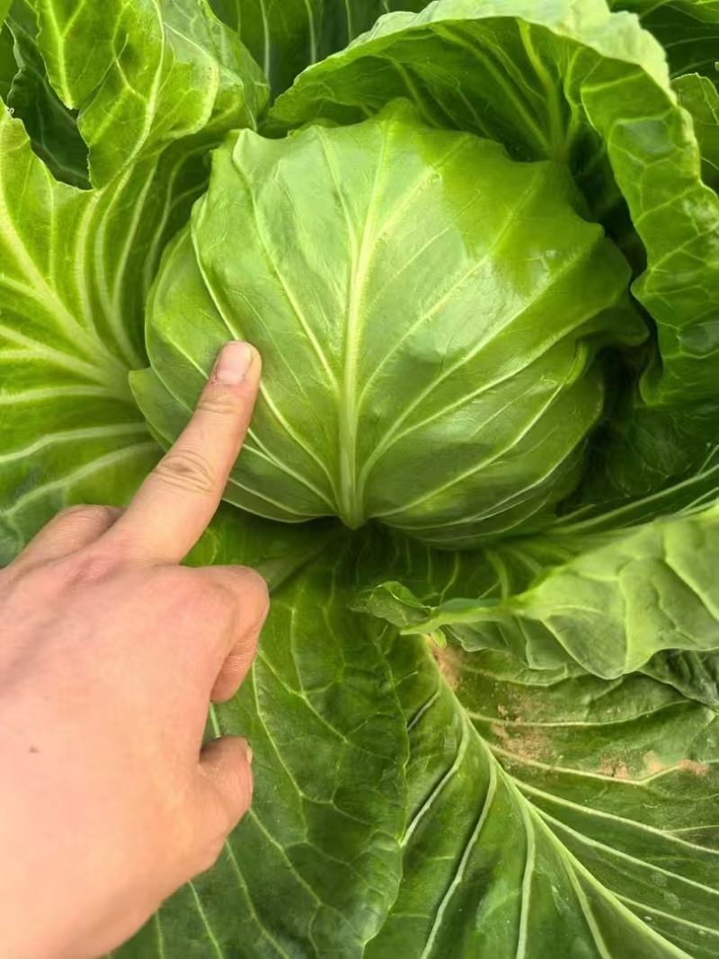 河南精品甘蓝新鲜脆嫩产地直供蔬菜批发量大价优基地直发四季