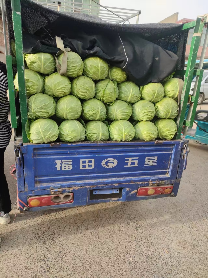 河南精品甘蓝新鲜脆嫩产地直供蔬菜批发量大价优基地直发四季