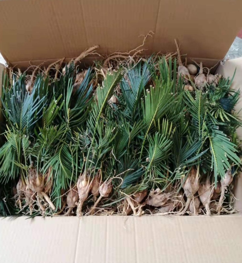 铁树苗批发基地自产自销一年小苏铁苗头径3公分以下