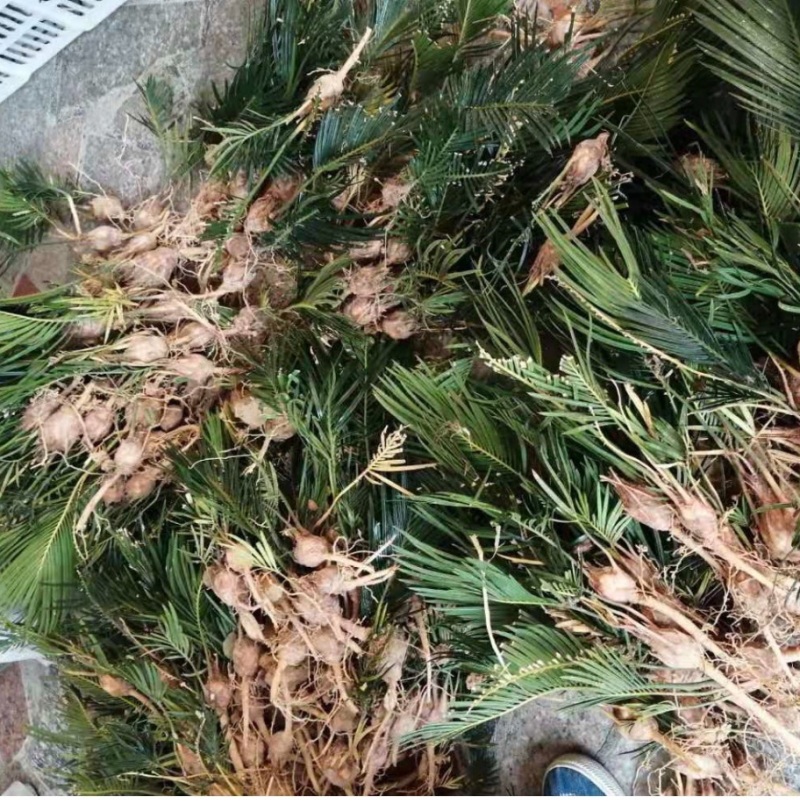 铁树苗批发基地自产自销一年小苏铁苗头径3公分以下