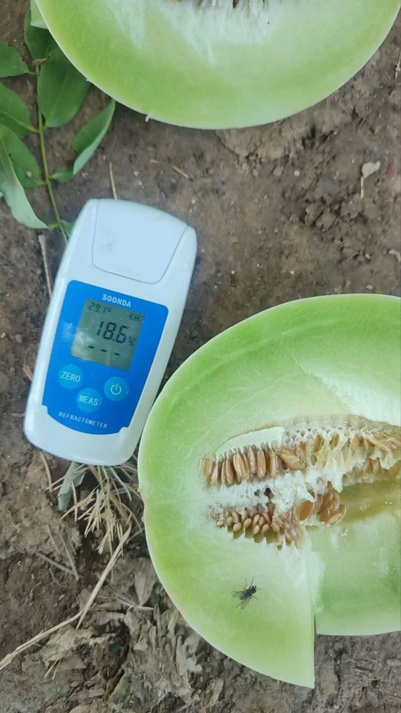 饶阳玉菇上市香甜软糯甜的16个+对接各大客商