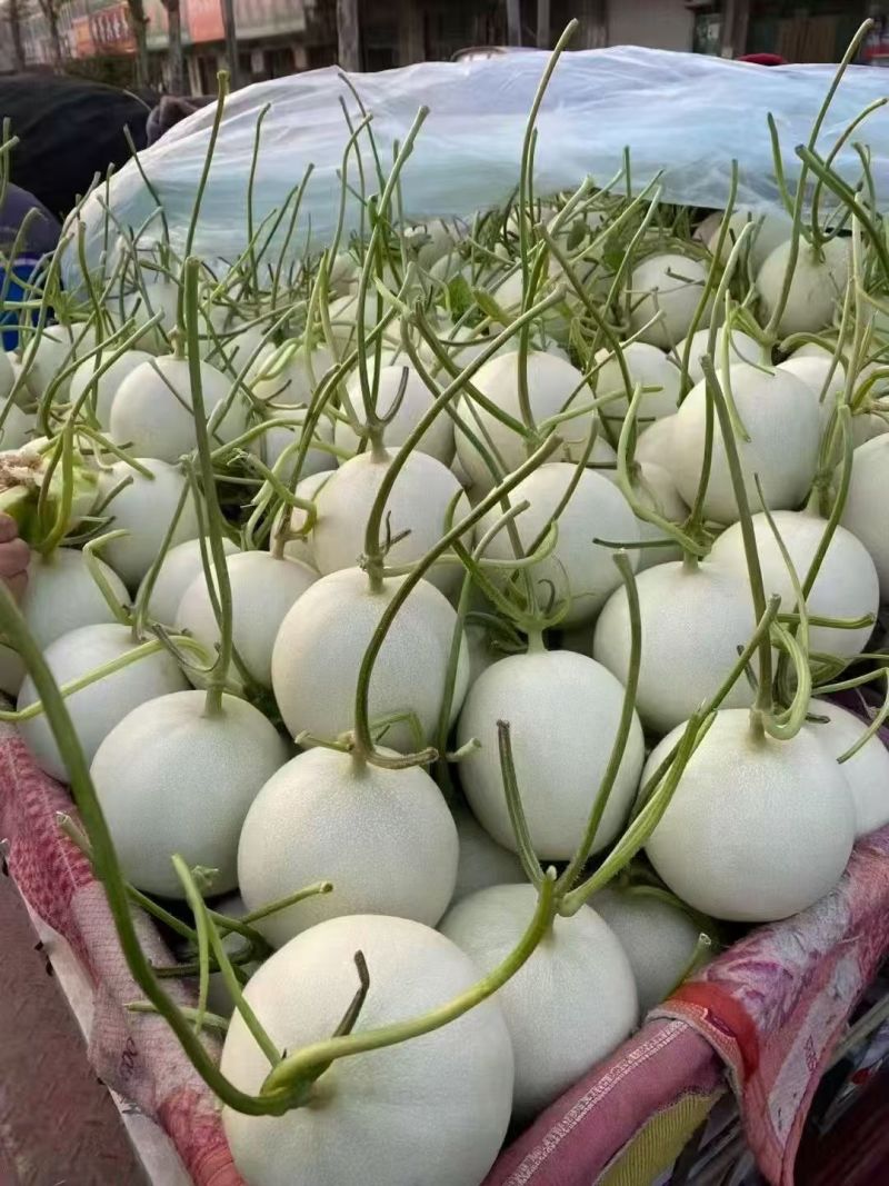 饶阳玉菇上市香甜软糯甜的16个+对接各大客商