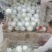 饶阳玉菇上市香甜软糯甜的16个+对接各大客商