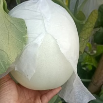 饶阳玉菇上市香甜软糯甜的16个+对接各大客商