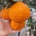 四川春见耙耙柑