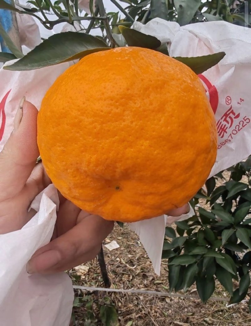 四川春见耙耙柑