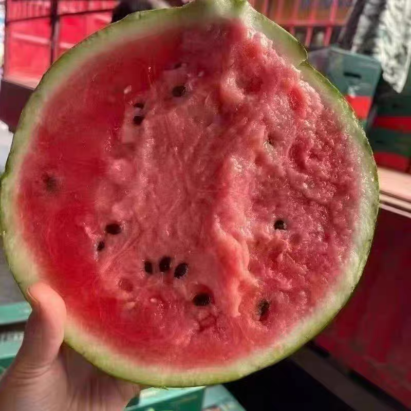 《美都西瓜》有籽美都西瓜，供应电商，市场，商超，团购