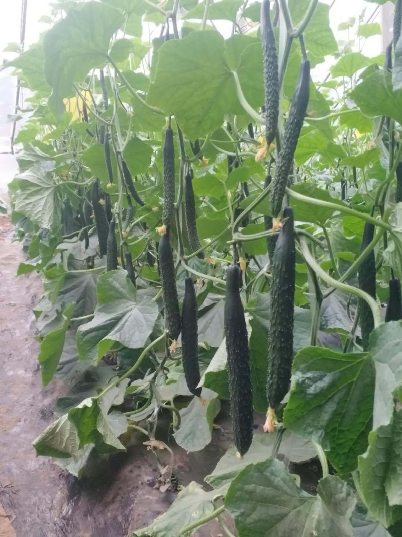 【推荐】黄瓜苗厂家直发提供技术指导保质保量对接全国