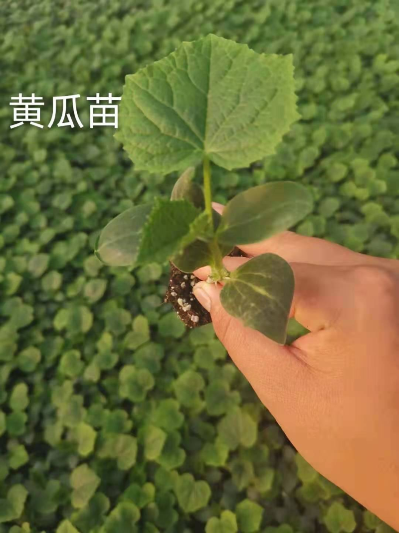 【推荐】黄瓜苗厂家直发提供技术指导保质保量对接全国