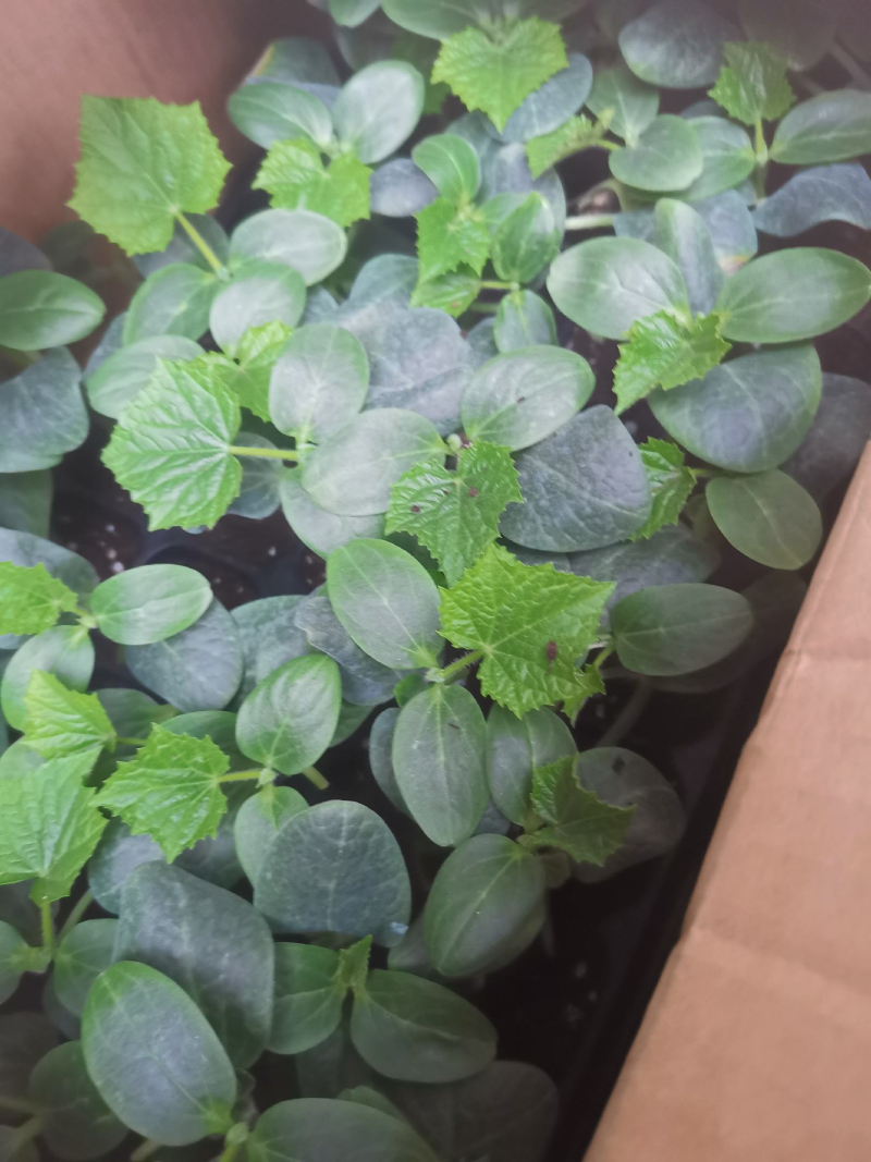 【推荐】黄瓜苗厂家直发提供技术指导保质保量对接全国