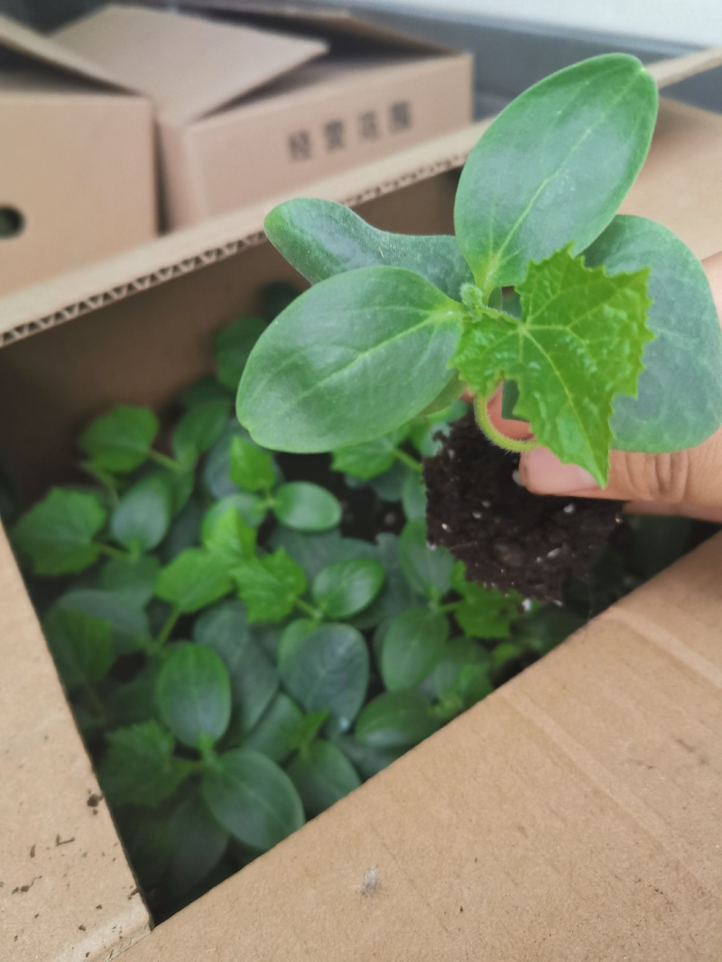 【推荐】黄瓜苗厂家直发提供技术指导保质保量对接全国