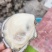 正宗北部湾海鲜钦州生蚝大蚝三墩生蚝海边发货
