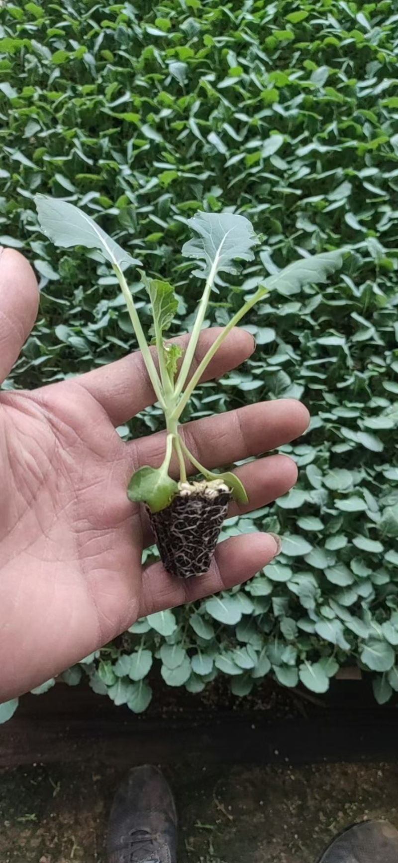 【推荐】菜花苗有机松花菜苗厂家直发提供技术指导