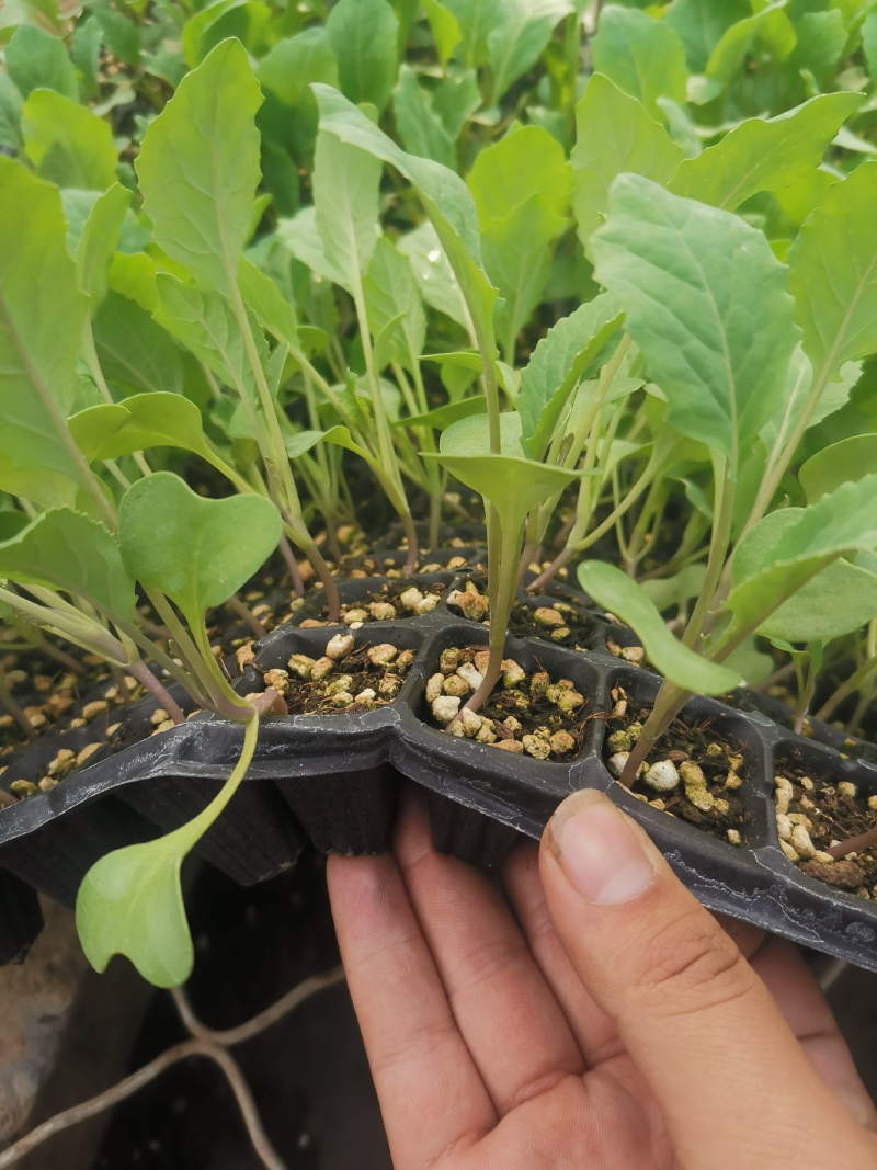 【推荐】菜花苗有机松花菜苗厂家直发提供技术指导