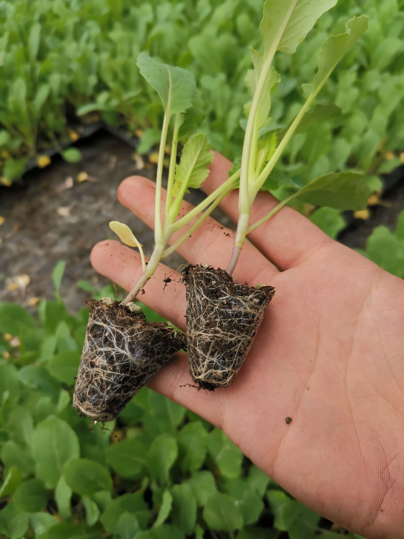 【推荐】菜花苗有机松花菜苗厂家直发提供技术指导