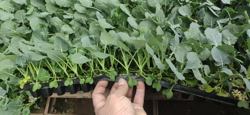 【推荐】菜花苗有机松花菜苗厂家直发提供技术指导