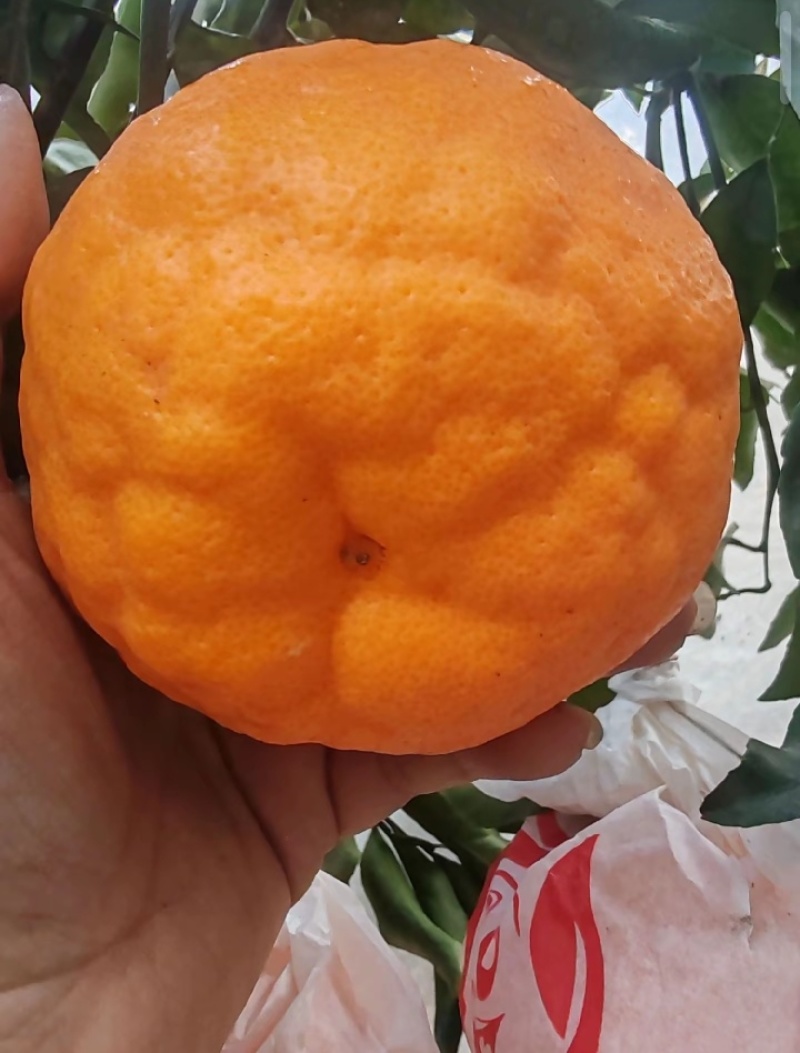 四川春见耙耙柑