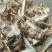 独活统片