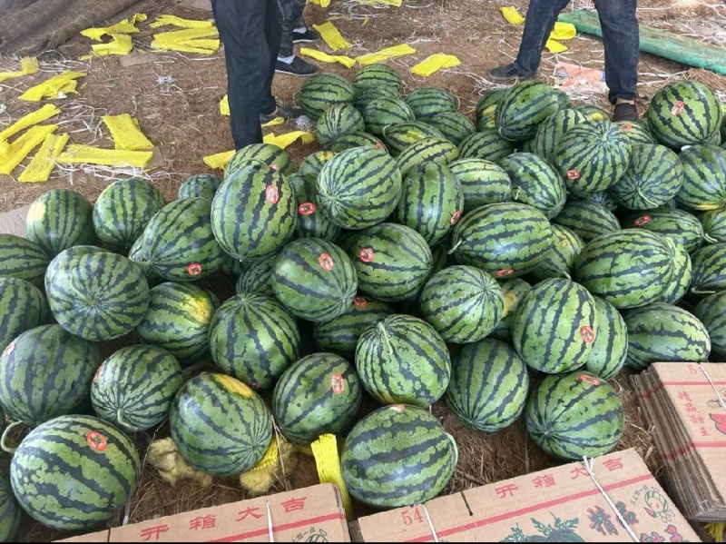 （甜王西瓜）陕西无籽甜王/产地直发/保质保量/整车批发