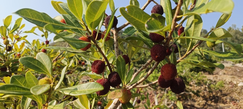 云南石屏杨梅