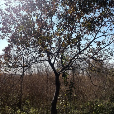 建业苗圃供应垂枝樱花8一10，乌桕8一10公分，两年冠，