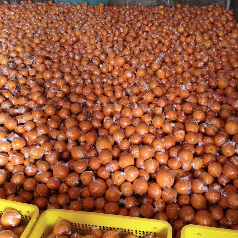 大量供应新宁脐橙