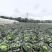 四川越冬王对接全国量大从优价格优惠欢迎询价