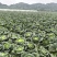 四川越冬王对接全国量大从优价格优惠欢迎询价