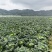 四川越冬王对接全国量大从优价格优惠欢迎询价