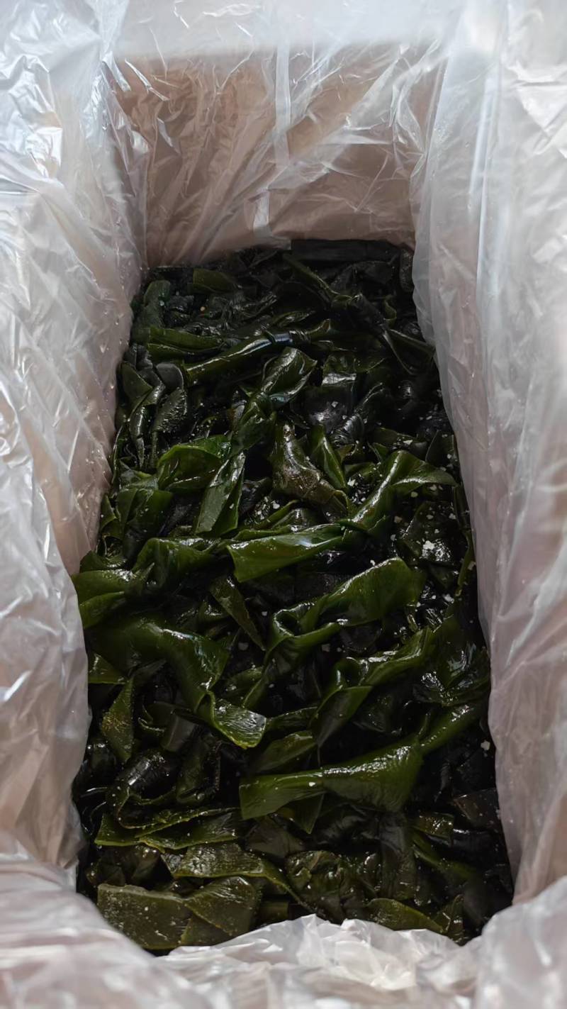 沈阳鲜货海带扣盐渍海带结源头工厂支持全国批发零售