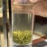信阳毛尖，高山野茶好茶不怕品，明前茶上市