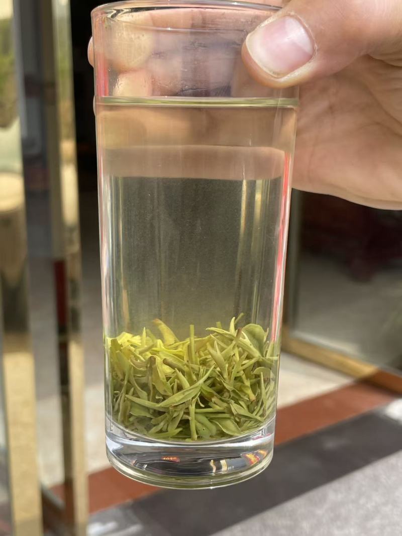 信阳毛尖，高山野茶好茶不怕品，明前茶上市