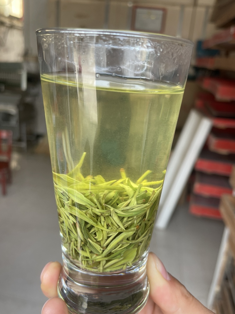 信阳毛尖，高山野茶好茶不怕品，明前茶上市