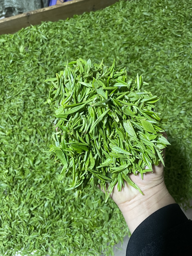 信阳毛尖，高山野茶好茶不怕品，明前茶上市