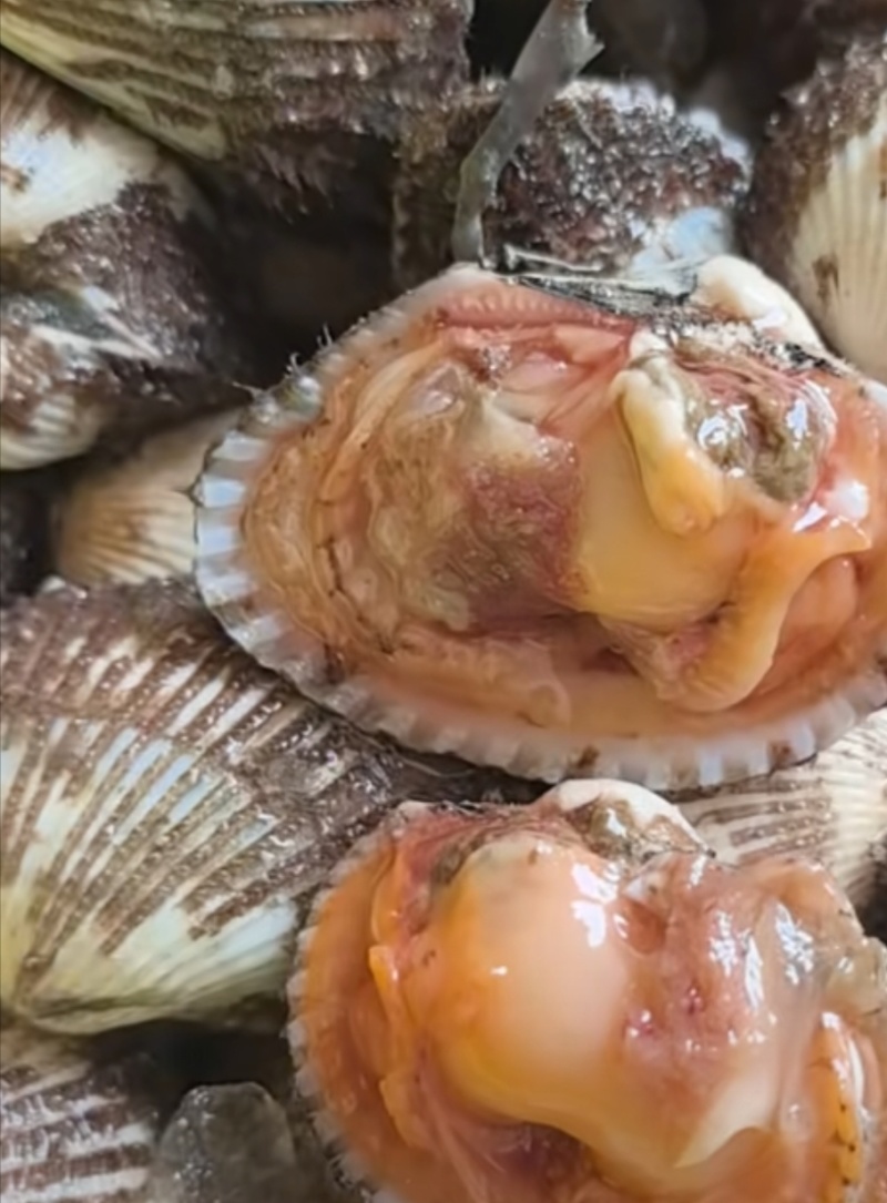 北海毛螺
