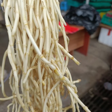 鱼腥草