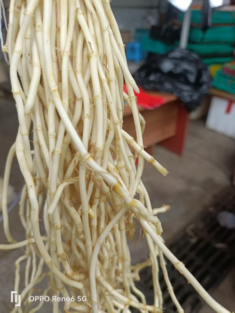 鱼腥草