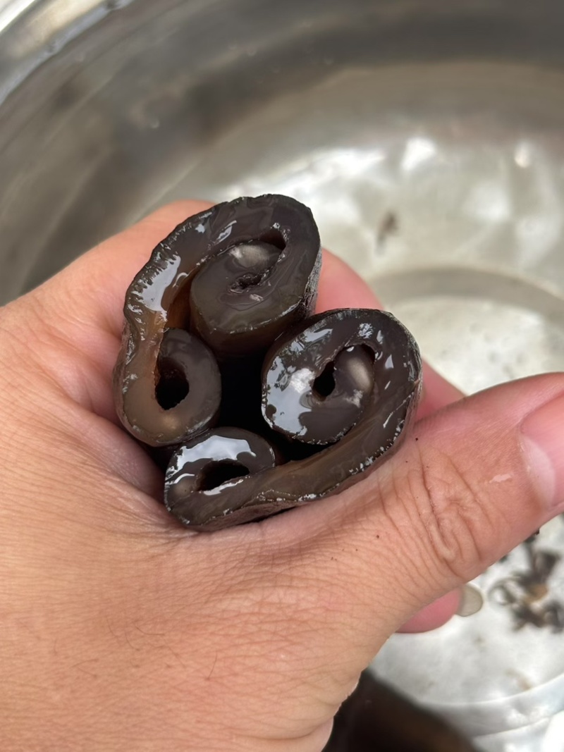 高质量茄仔参规格齐全厂家直发可定做