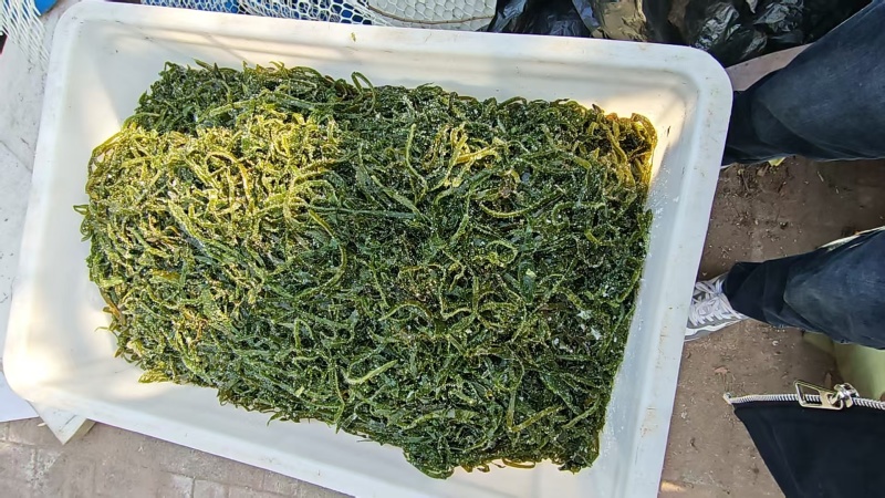 精品海带丝牛肉面用海带丝短丝源头工厂供全国批发零售