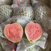 胭脂红番石榴