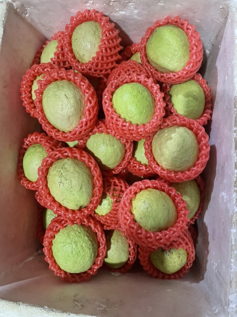 胭脂红番石榴