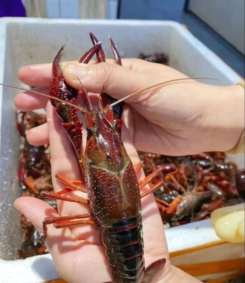 【平台精选】湖北小龙虾规格齐全货源充足欢迎联系