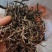 云南生态古树茶春茶不拾肥生态山农自采自己加工