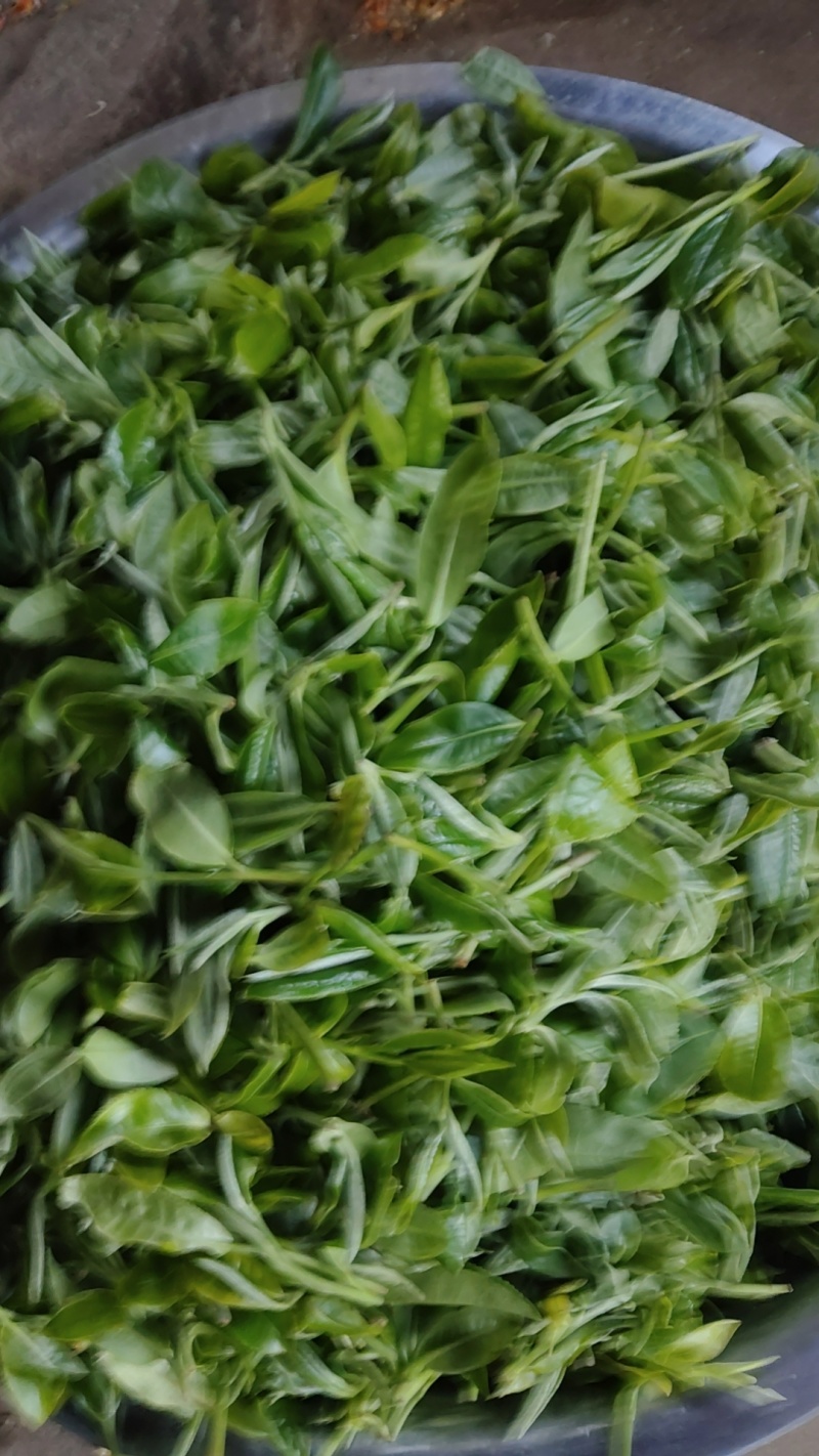 云南生态古树茶春茶不拾肥生态山农自采自己加工