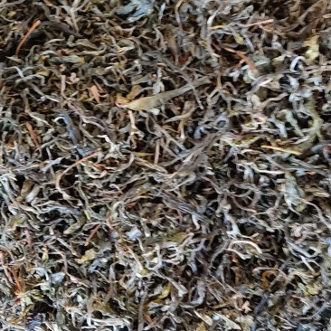 云南生态古树茶春茶不拾肥生态山农自采自己加工