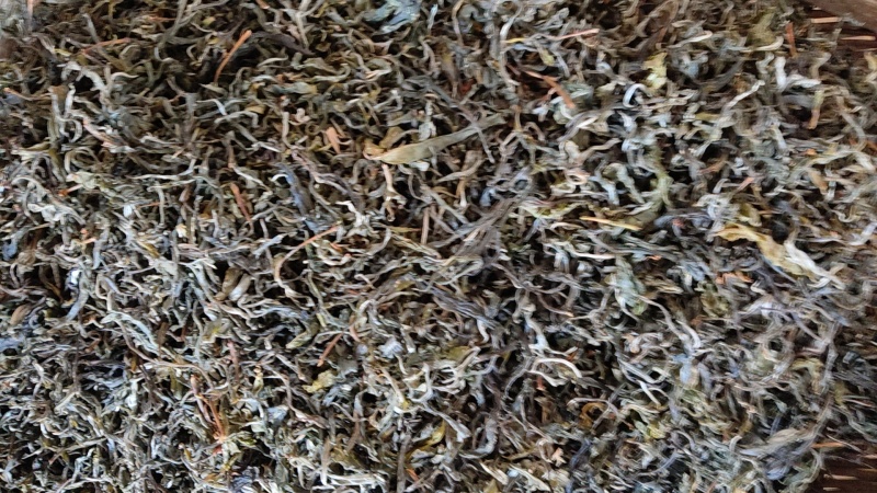 云南生态古树茶春茶不拾肥生态山农自采自己加工