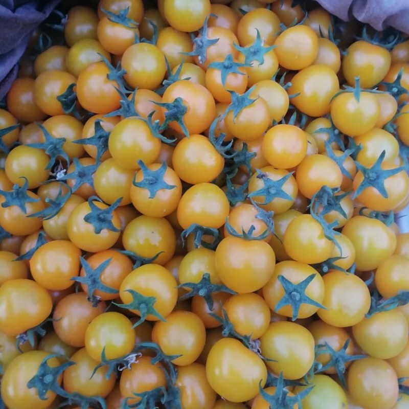 迷恋小番茄
